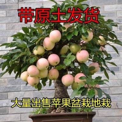 黑鉆蘋果盆栽水果果樹苗地栽庭院四季室內室外南北方種植當年結果